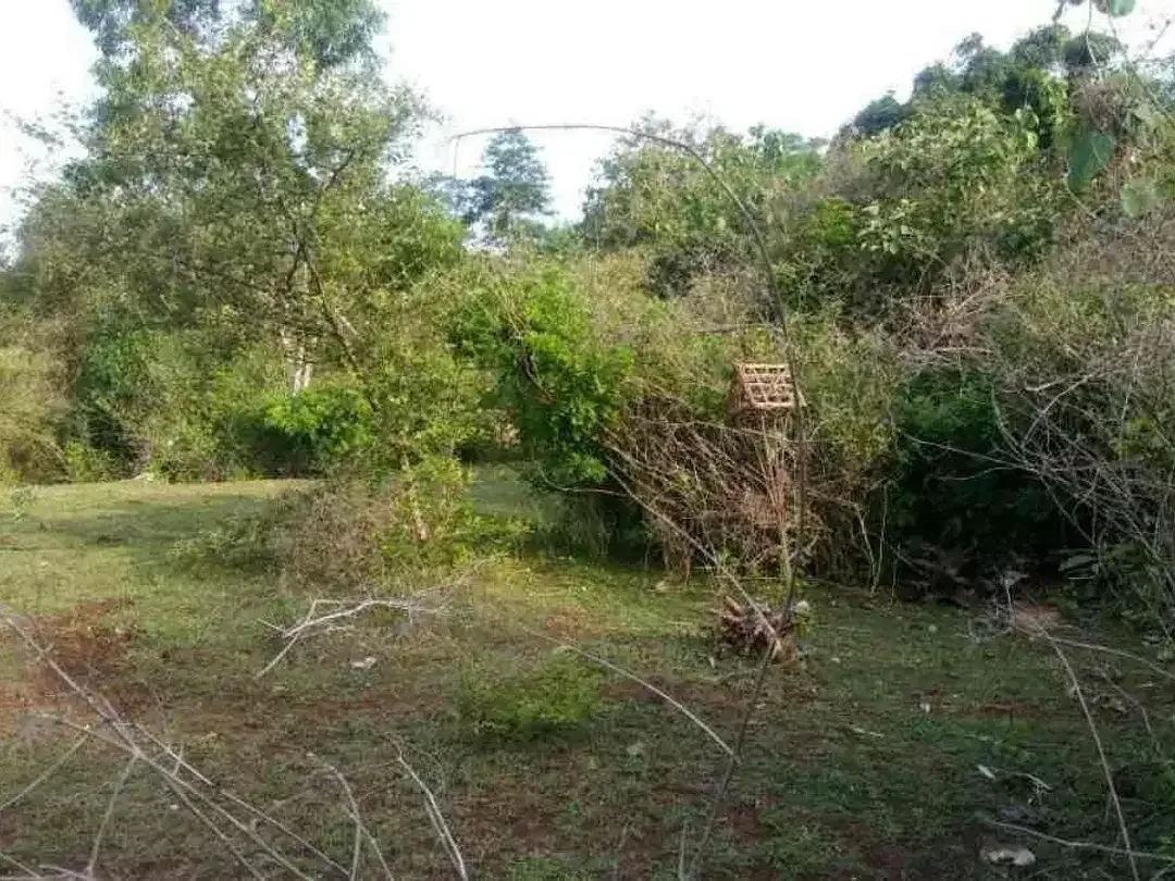 DIJUAL TANAH SANGAT STRATEGIS DAERAH PECATU BALI - Image 5 of 6