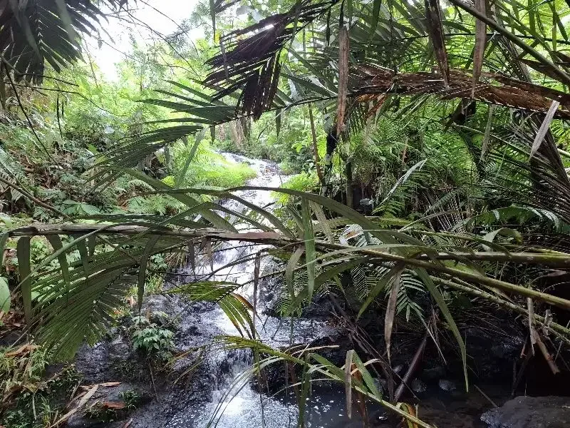 Dijual tanah kebun durian los sungai bebatuan di tabanan bali - Image 4 of 10