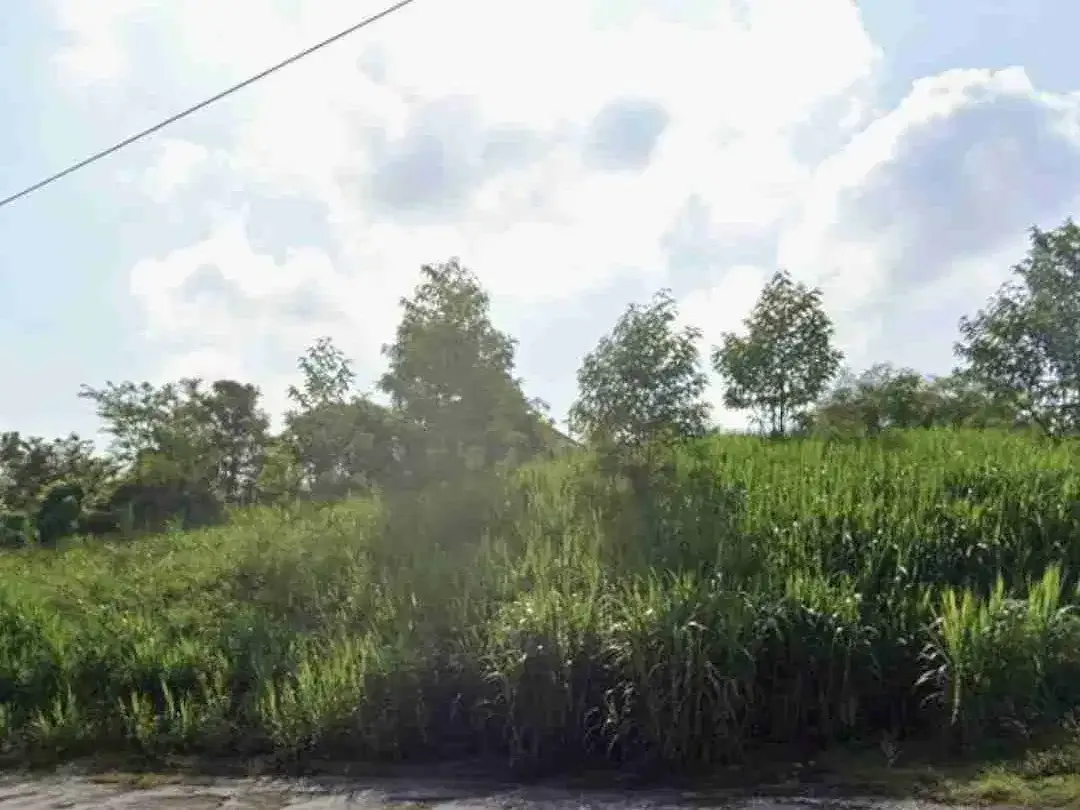 DIJUAL TANAH LOKASI DEKAT KAMPUS UNUD DAN PERUM TAMAN GRIYA JIMBARAN - Image 3 of 4